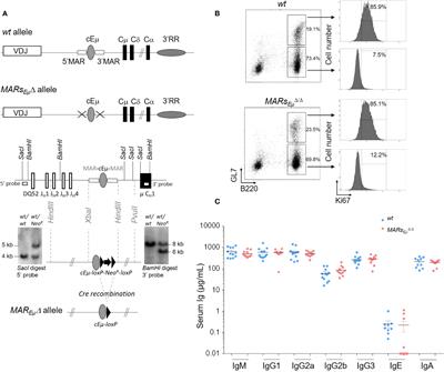 The IgH Eµ-MAR regions promote UNG-dependent error-prone repair to optimize somatic hypermutation